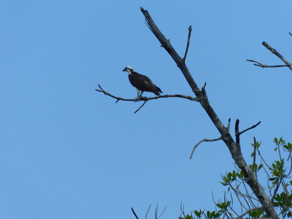 Osprey - ML262898501