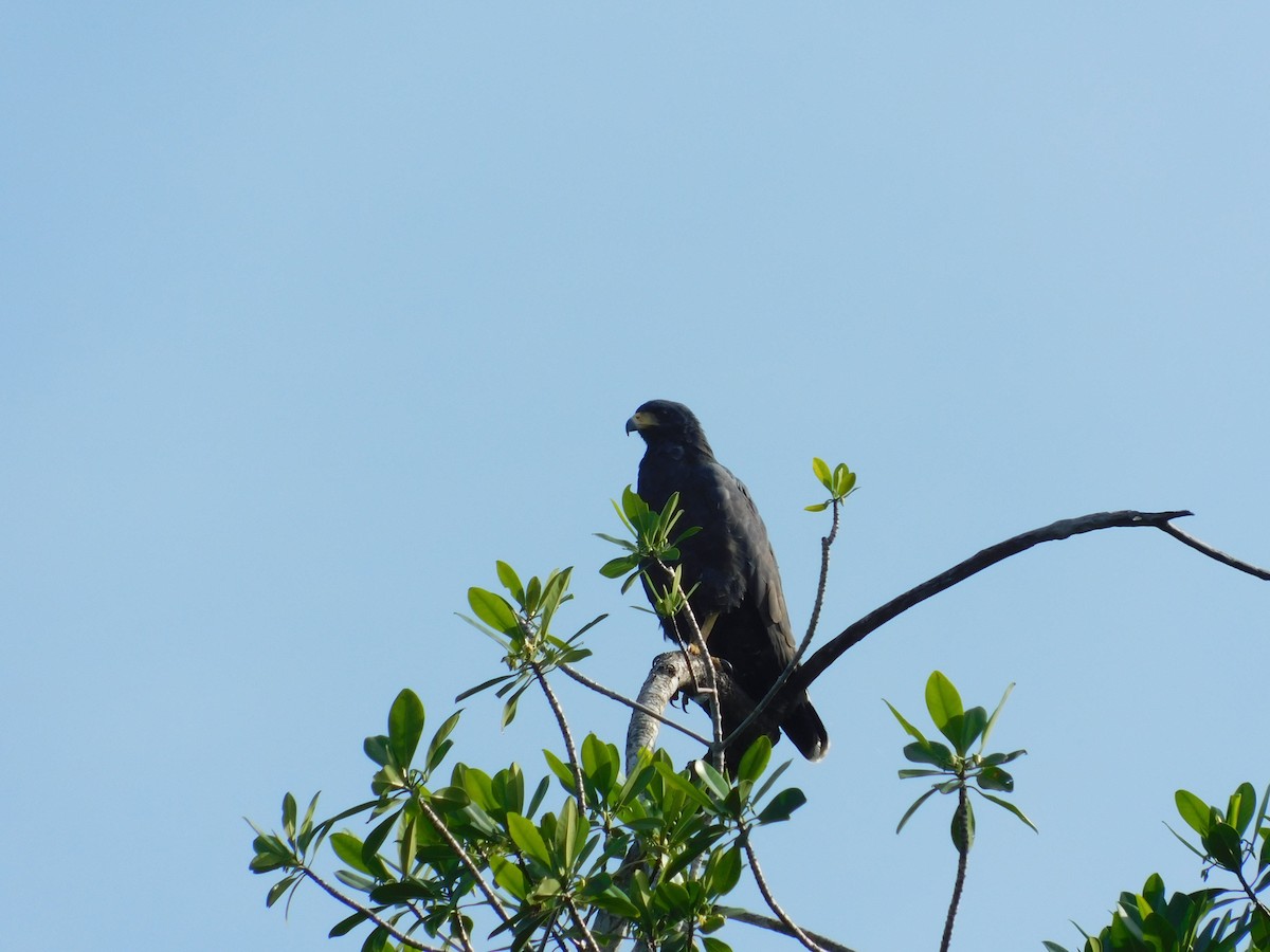 Common Black Hawk - ML262898531