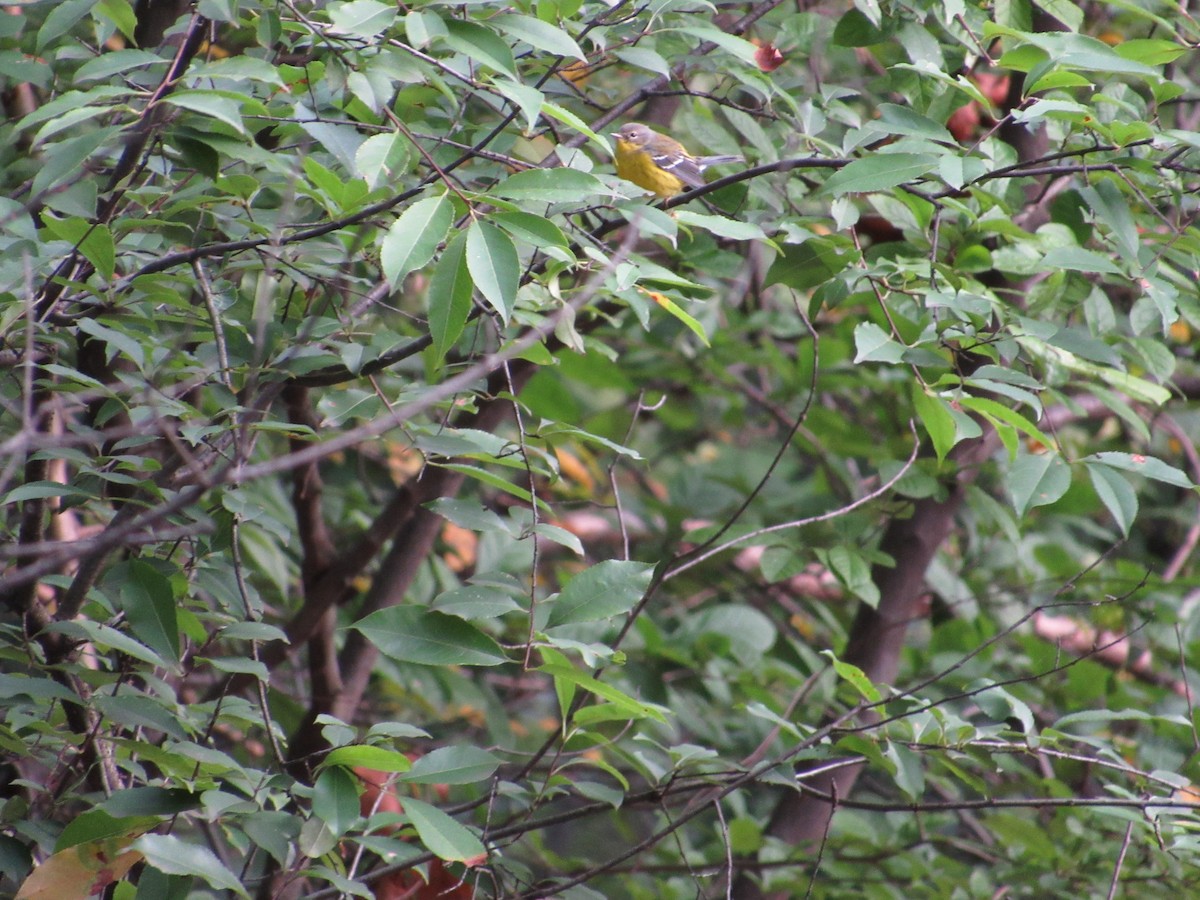 Magnolia Warbler - ML262899381