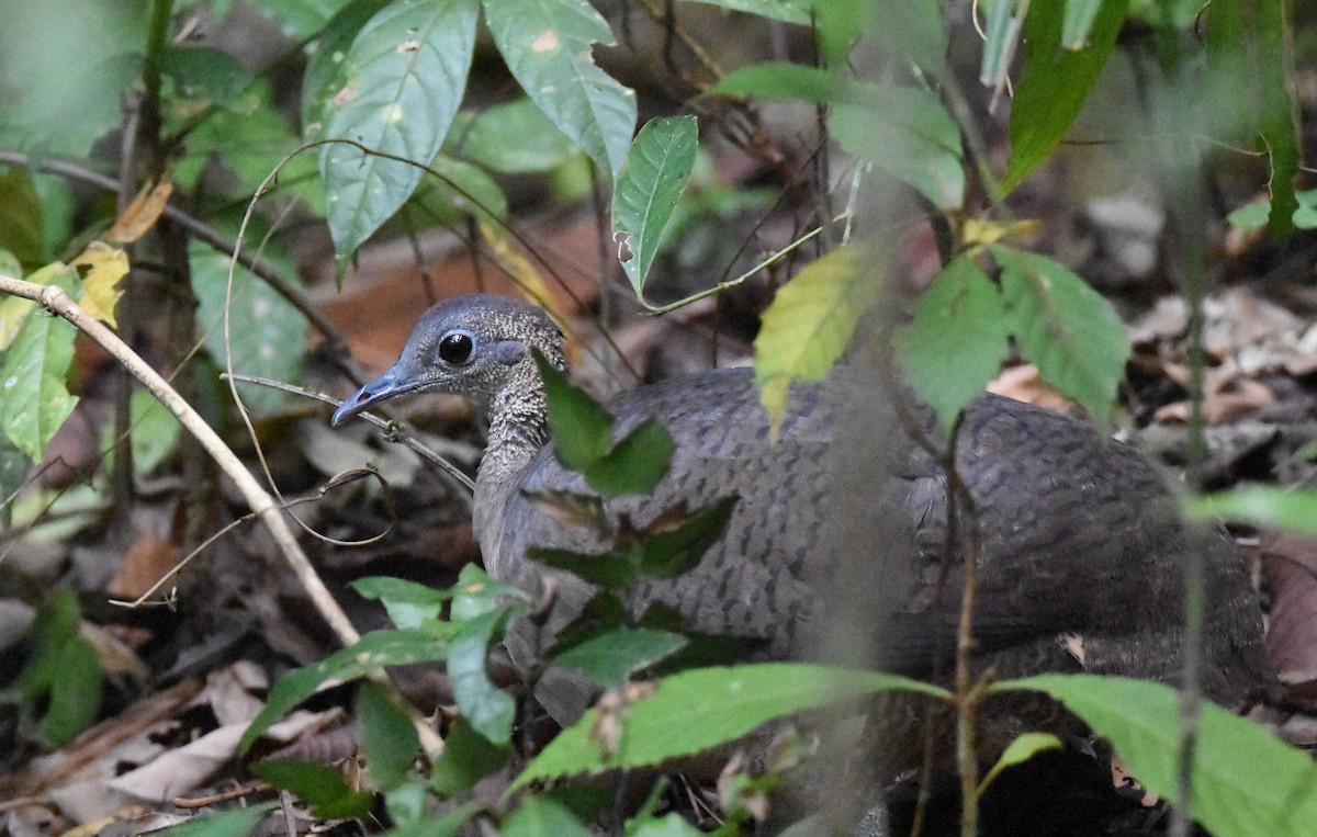 Great Tinamou - Luke Berg