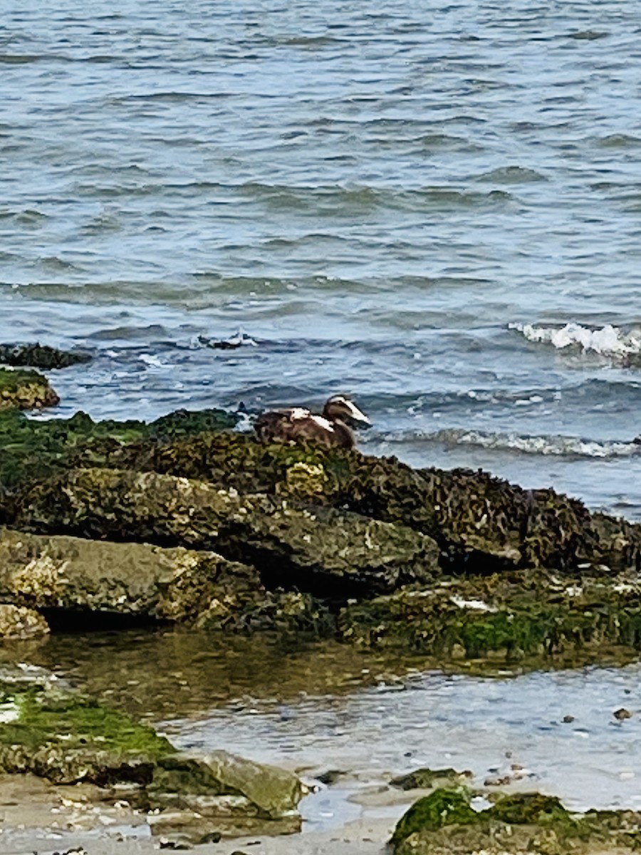 אדרית שחורת-כיפה - ML262900201