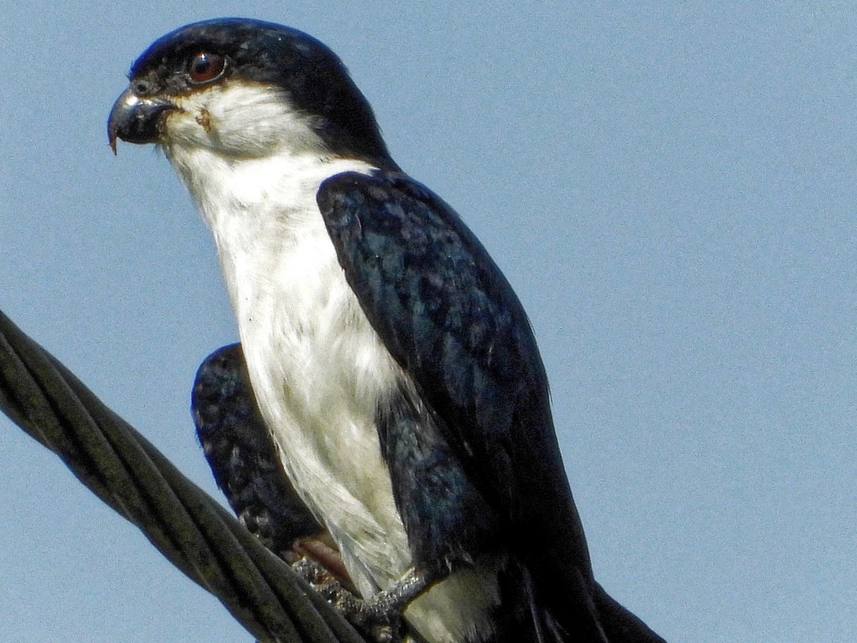 Philippine Falconet - Ravi Iyengar