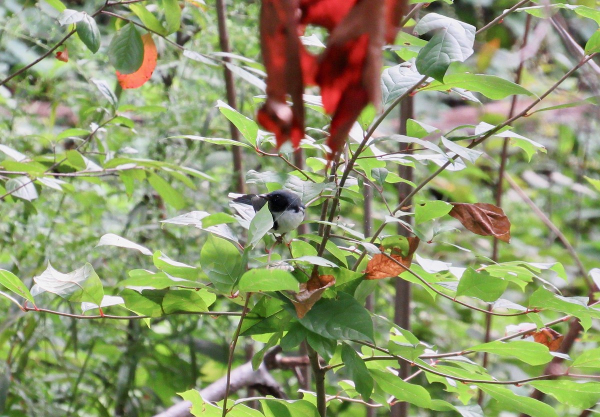 Black-throated Blue Warbler - ML262901611