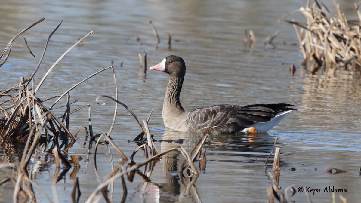 Greater White-fronted Goose - ML262902171