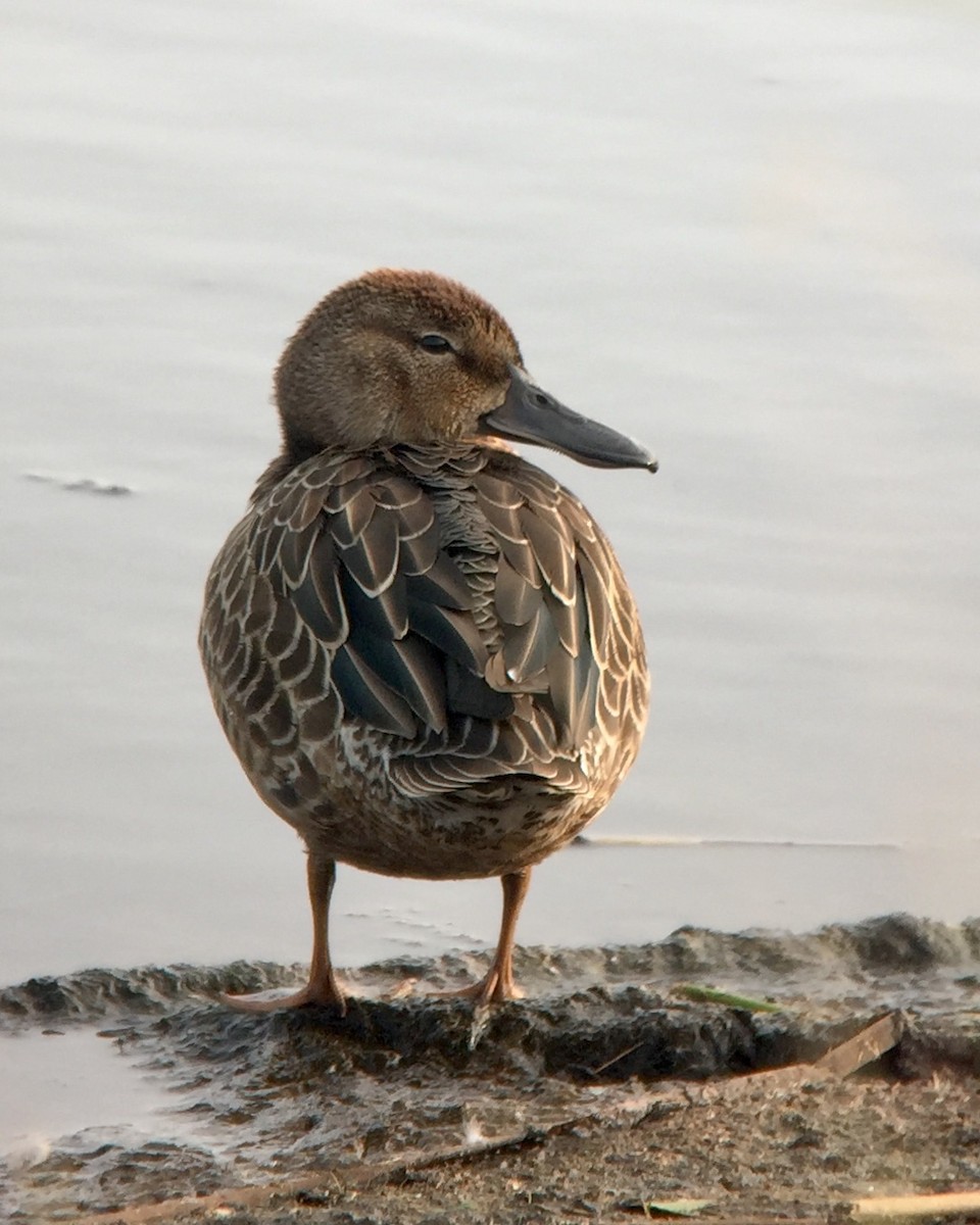 Blue-winged Teal - ML262902191