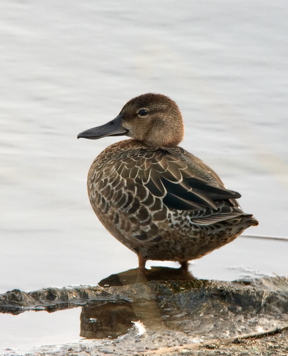 Blue-winged Teal - ML262902201