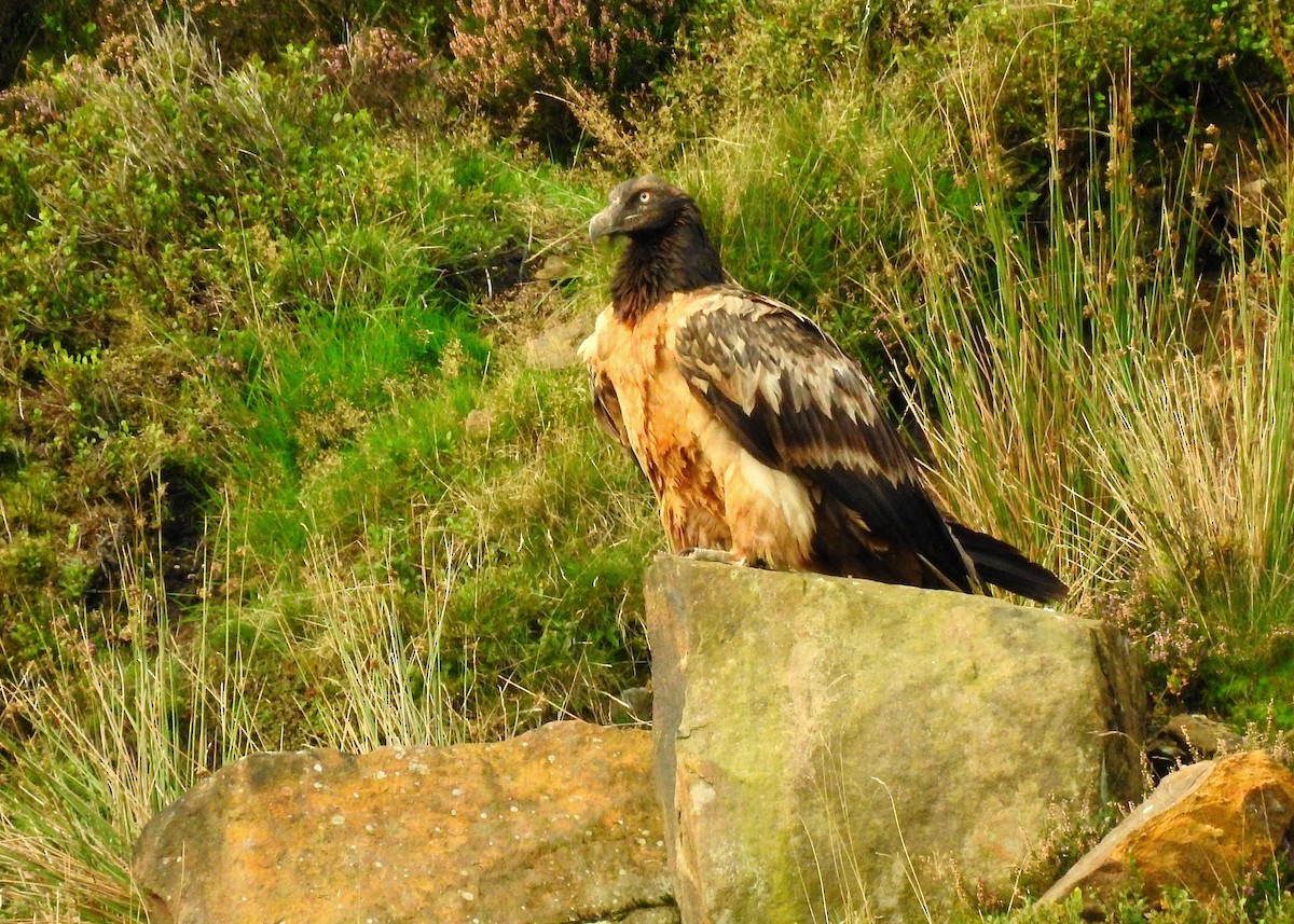 Bearded Vulture - Mark Smiles