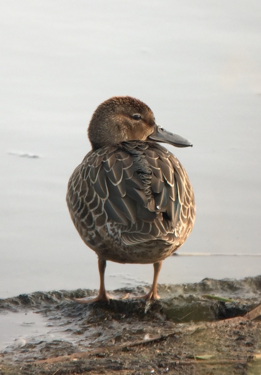 Blue-winged Teal - ML262903151