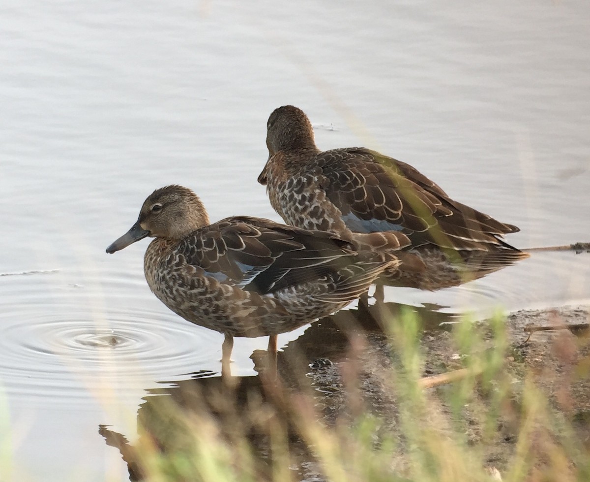 Blue-winged Teal - ML262903251