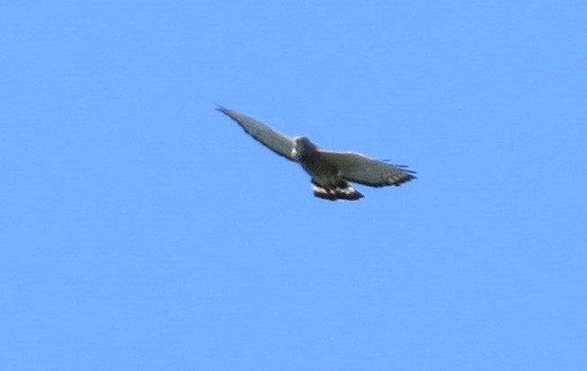 Broad-winged Hawk - ML262903431