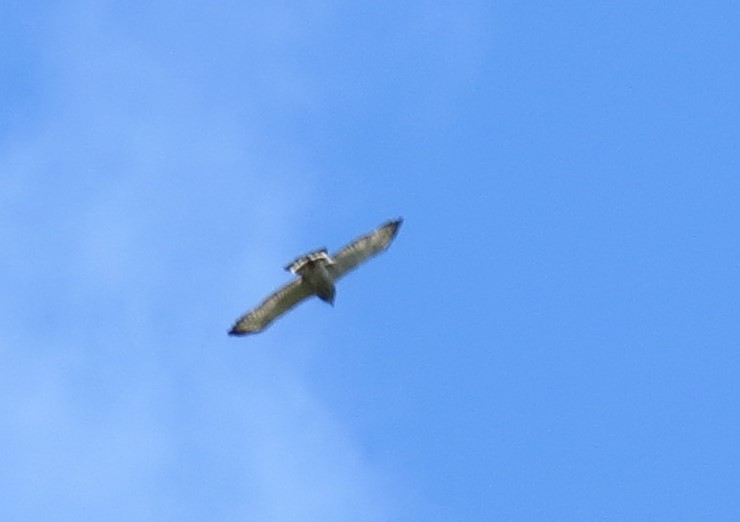Broad-winged Hawk - ML262903681