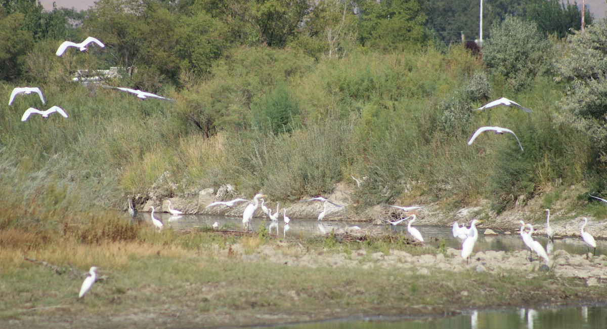 Great Egret - ML262903921