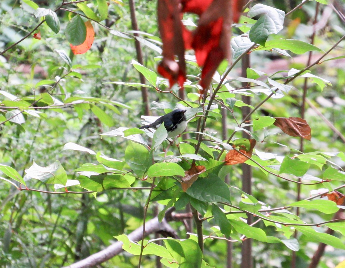 Black-throated Blue Warbler - ML262904011