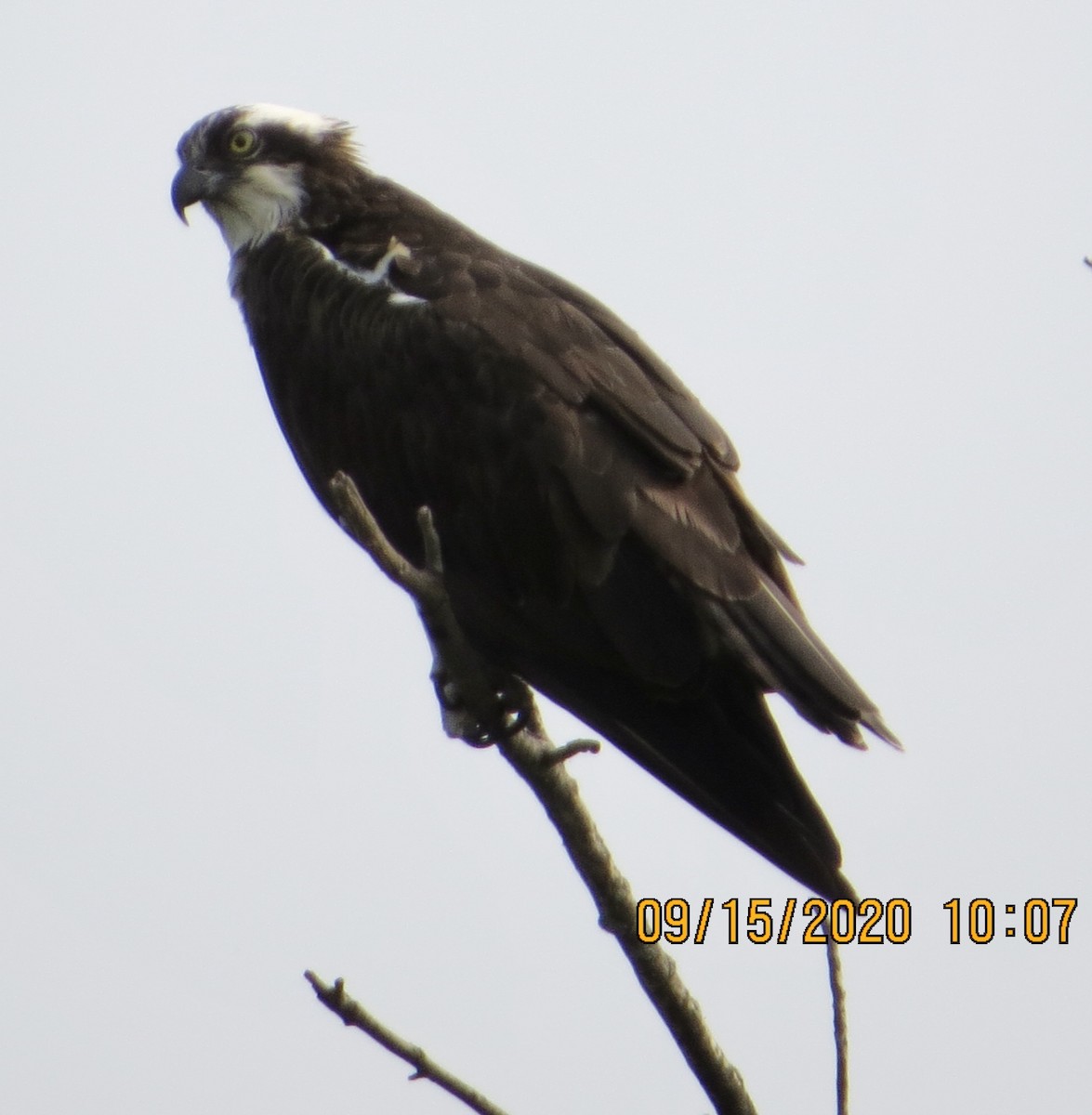 魚鷹 - ML262904221