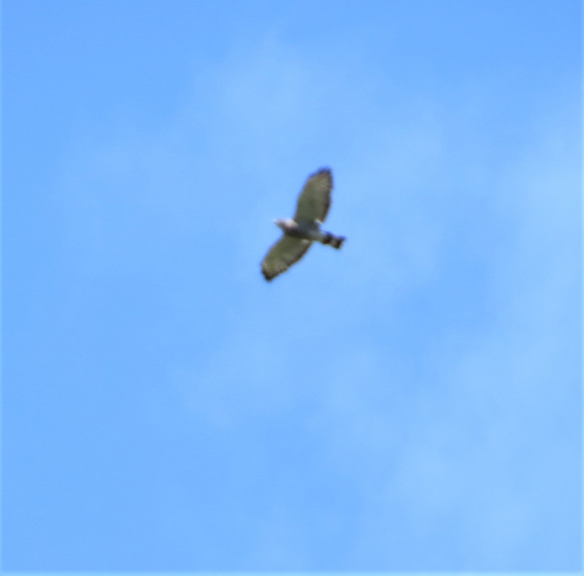 Broad-winged Hawk - ML262904241