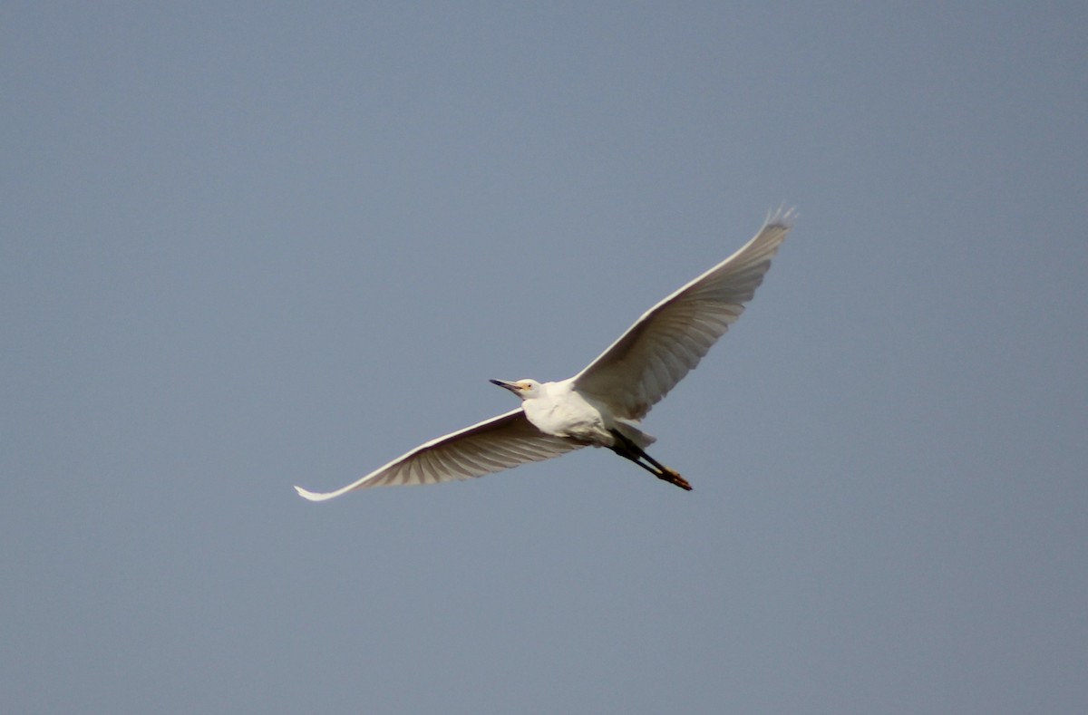 Snowy Egret - ML262904451