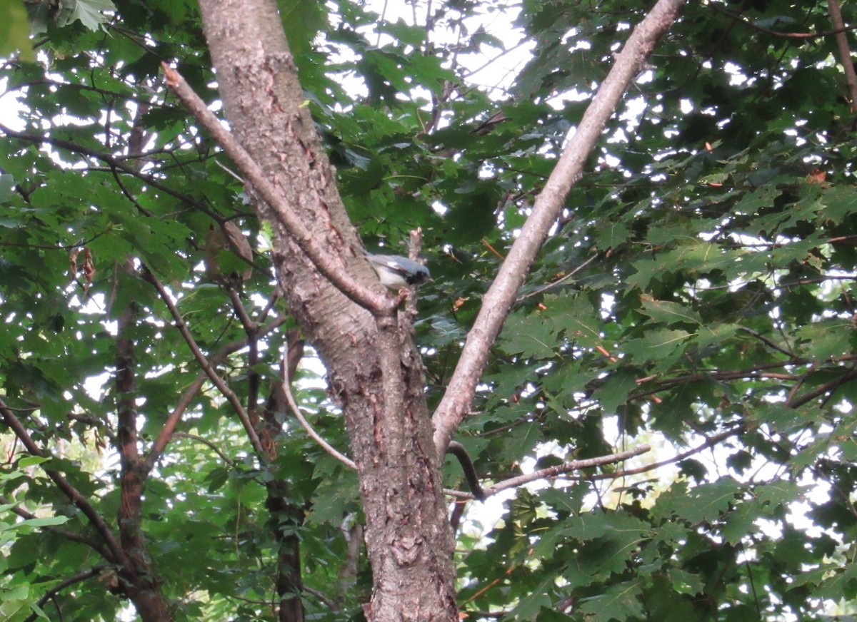 Black-throated Blue Warbler - ML262905101