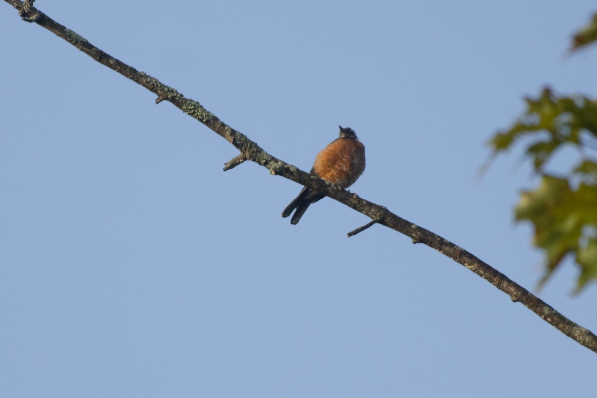 American Robin - ML262905421