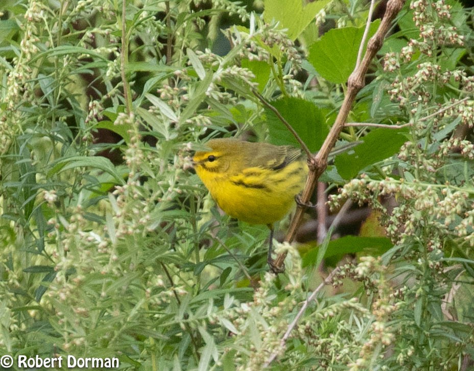 Prairie Warbler - Robert Dorman