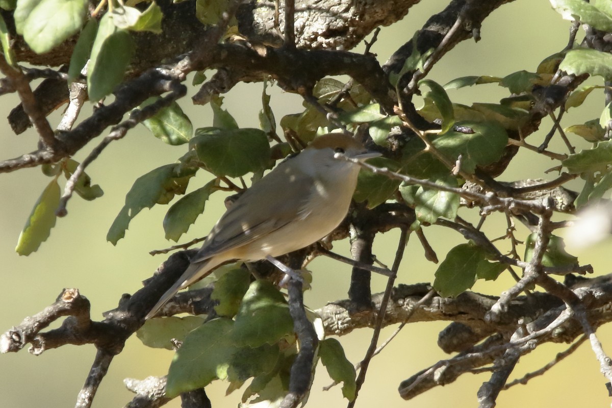 Eurasian Blackcap - ML262906381