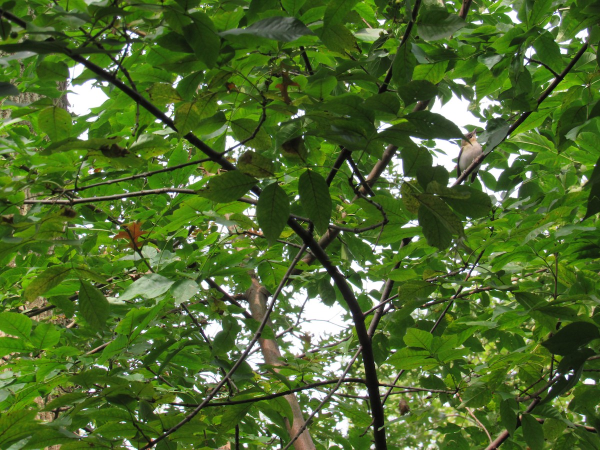 Red-eyed Vireo - ML262906481