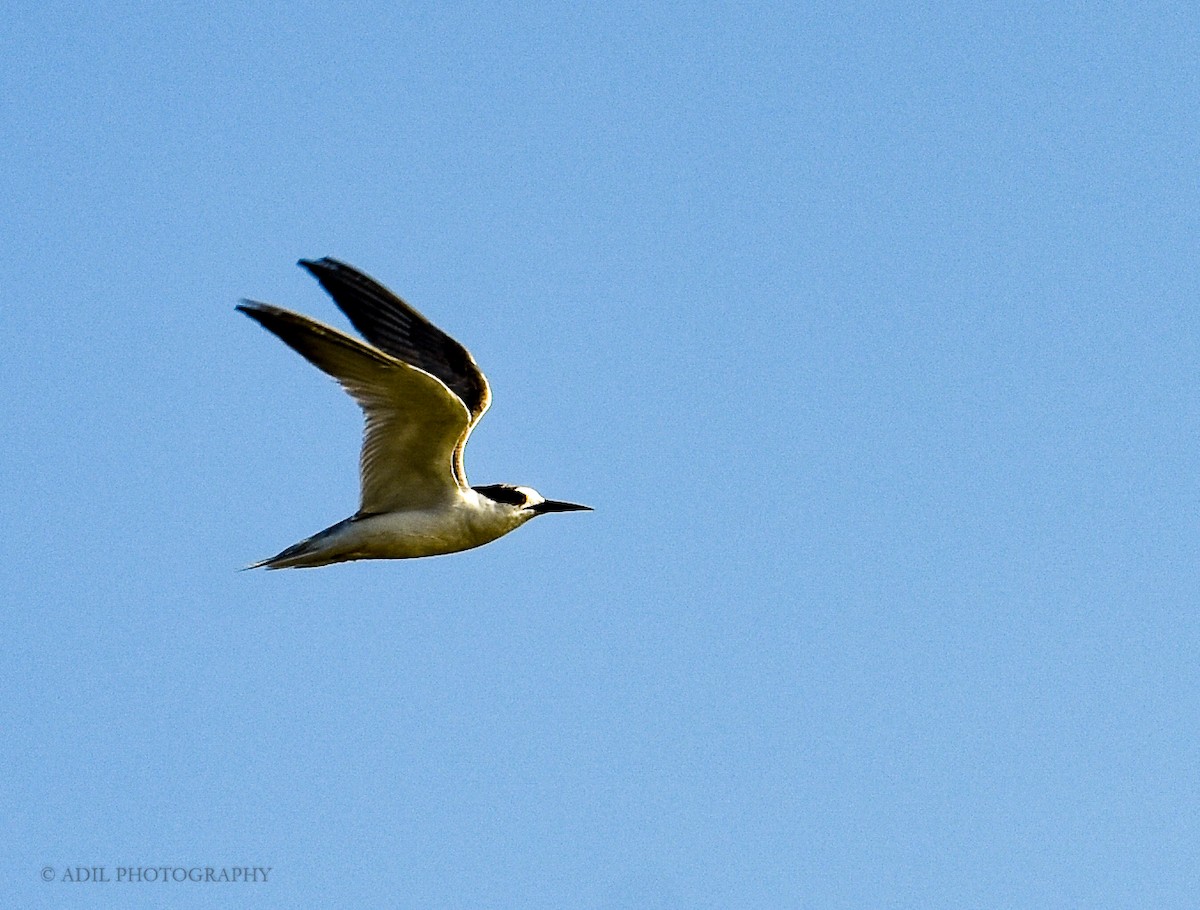 Little Tern - ML262907251