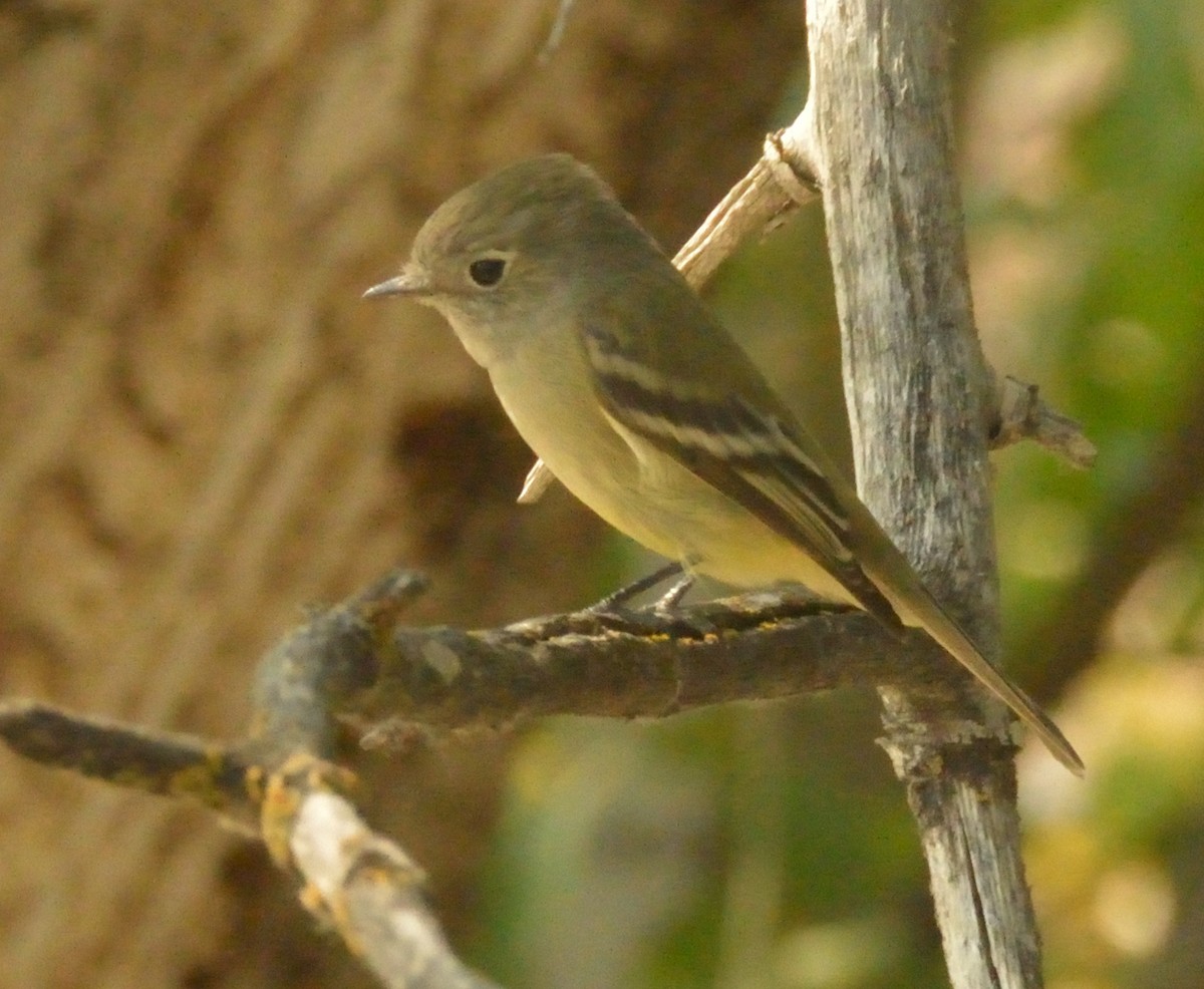 Hammond's Flycatcher - Robert Davis