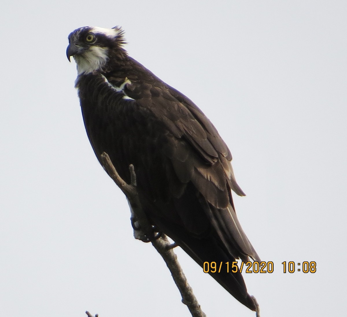 魚鷹 - ML262910441