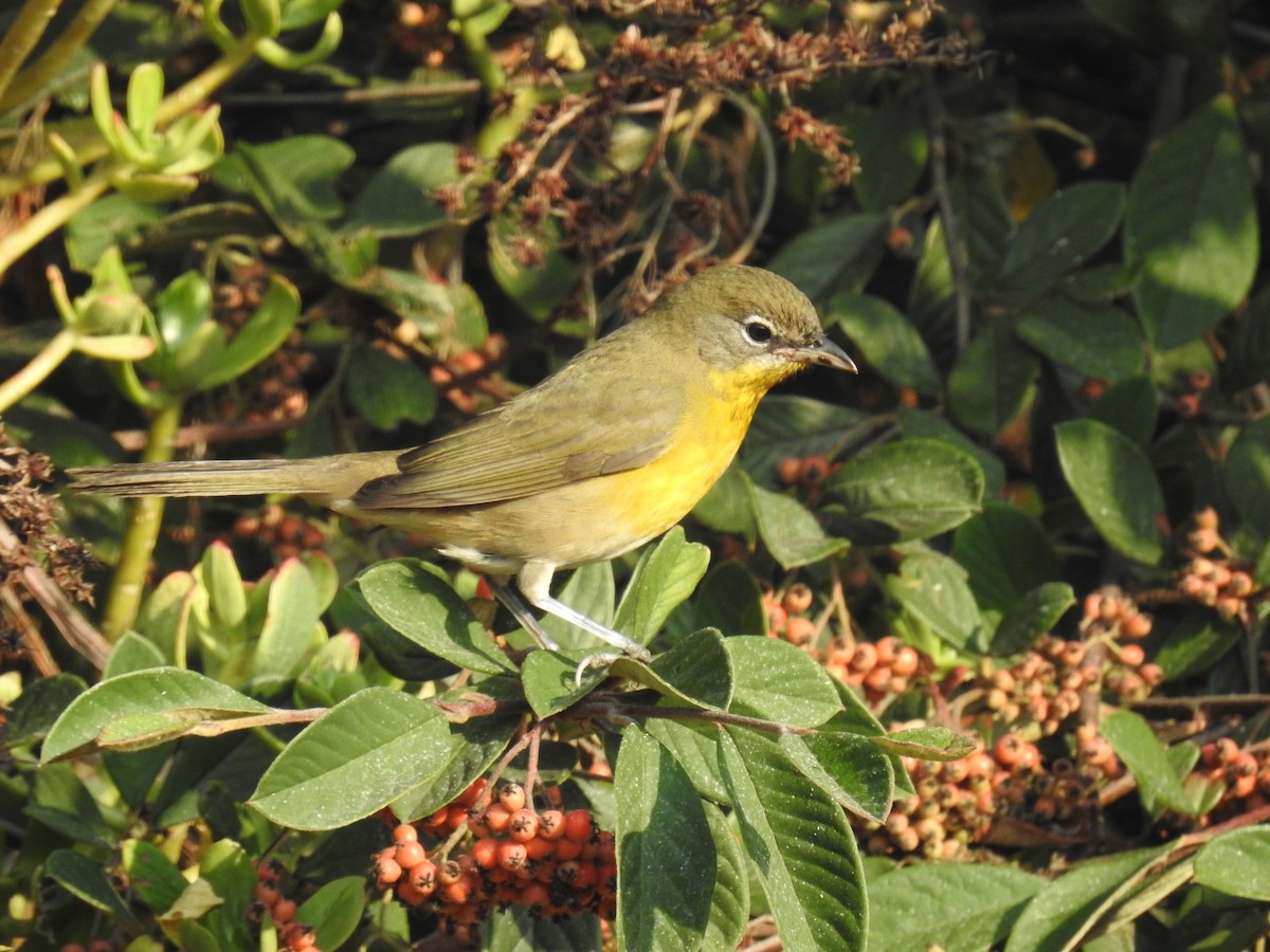 Yellow-breasted Chat - ML262911161