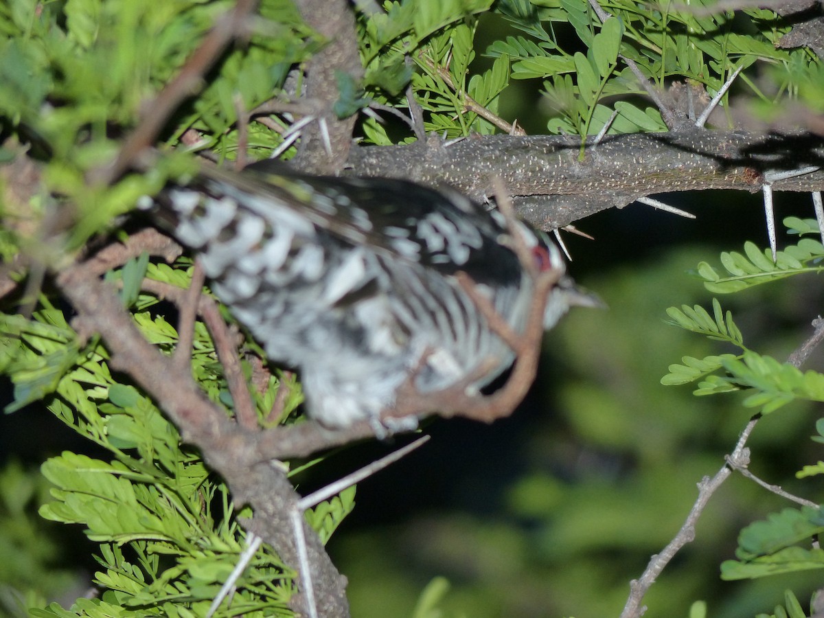 Dideric Cuckoo - ML26291121