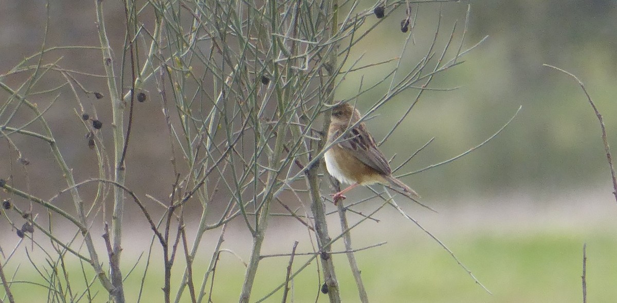 Zitting Cisticola - ML262911341