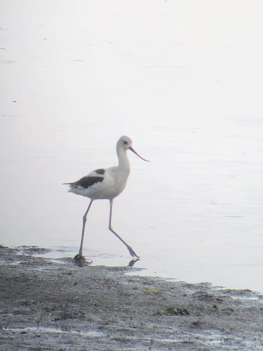 American Avocet - Jack Swatt