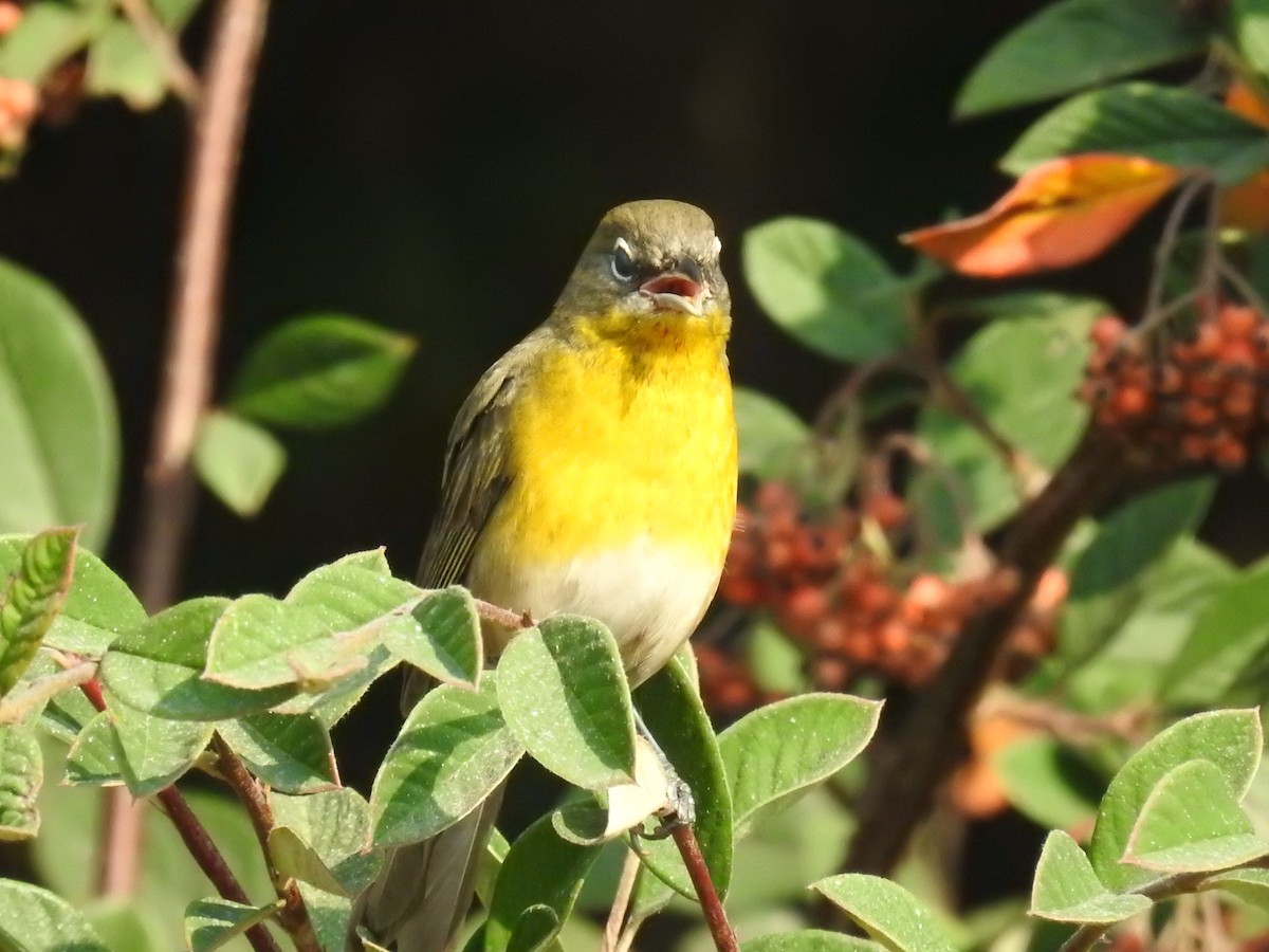 Yellow-breasted Chat - ML262912341