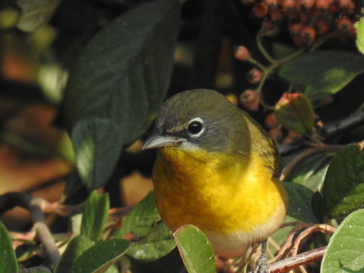 Yellow-breasted Chat - ML262912351