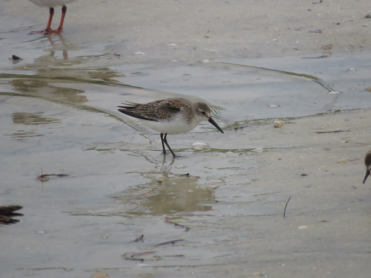 Western Sandpiper - Christine Rowland