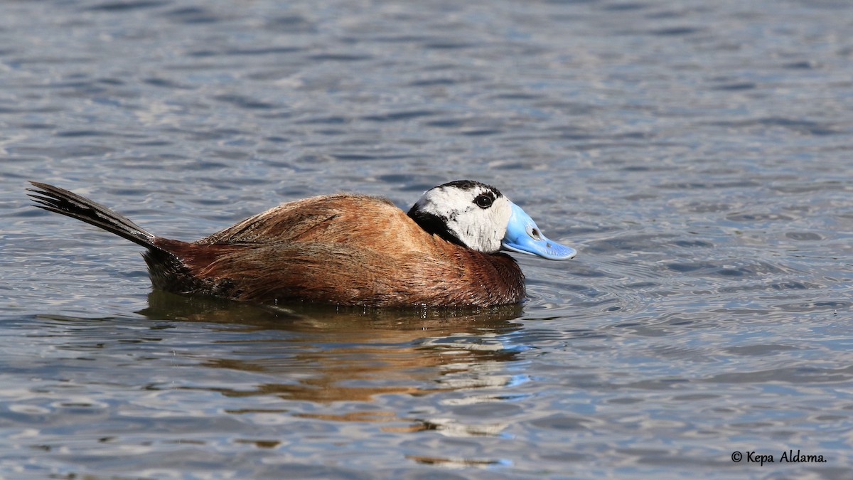 White-headed Duck - Kepa Aldama Beltza