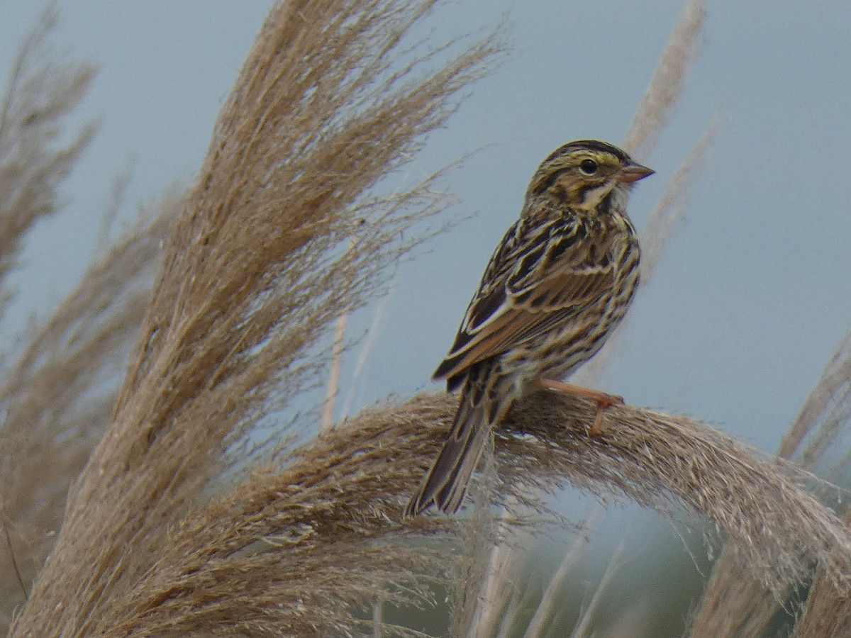 Savannah Sparrow - Leeya Correll