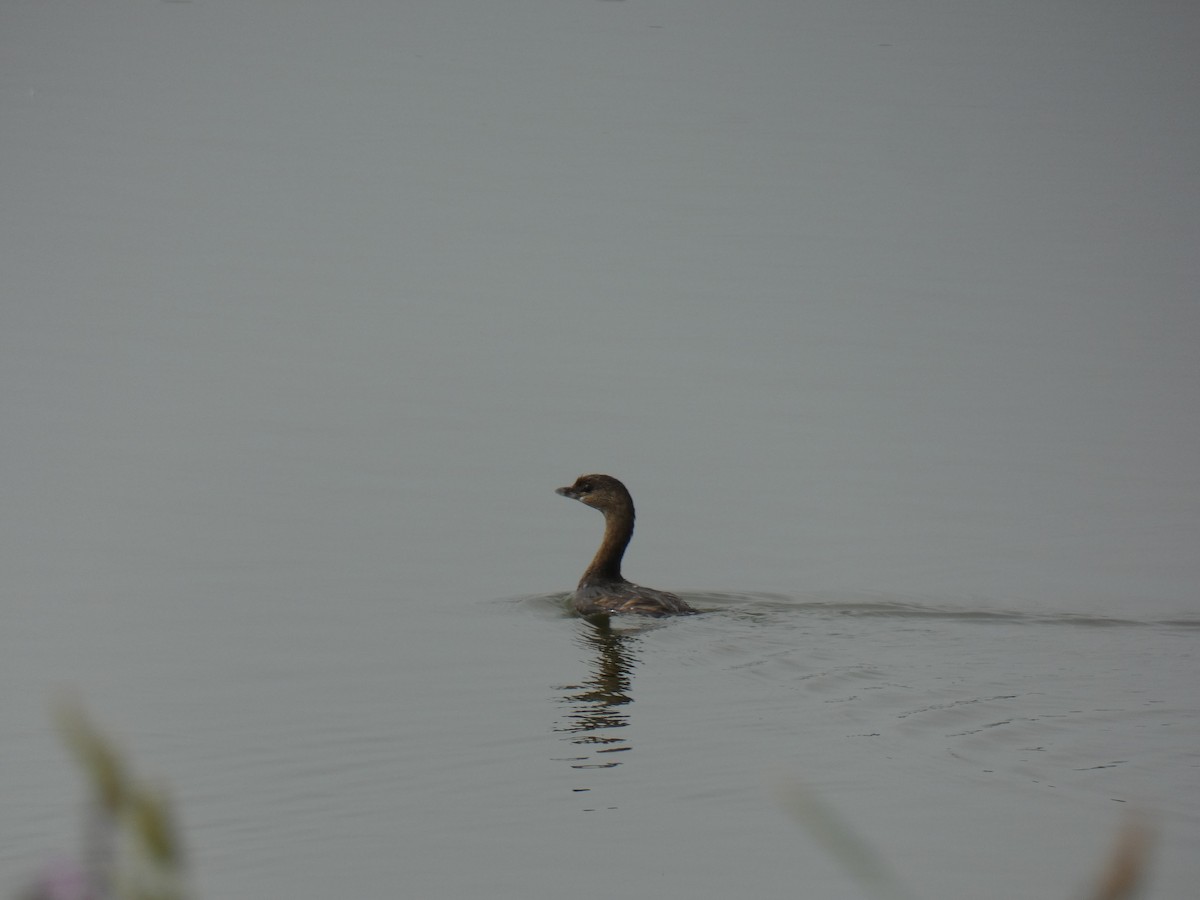 Pied-billed Grebe - Leeya Correll