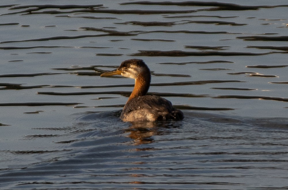 Red-necked Grebe - ML262921241