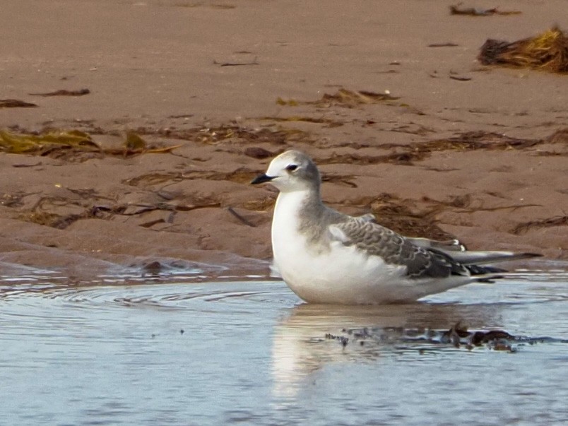 Gaviota de Sabine - ML262923231