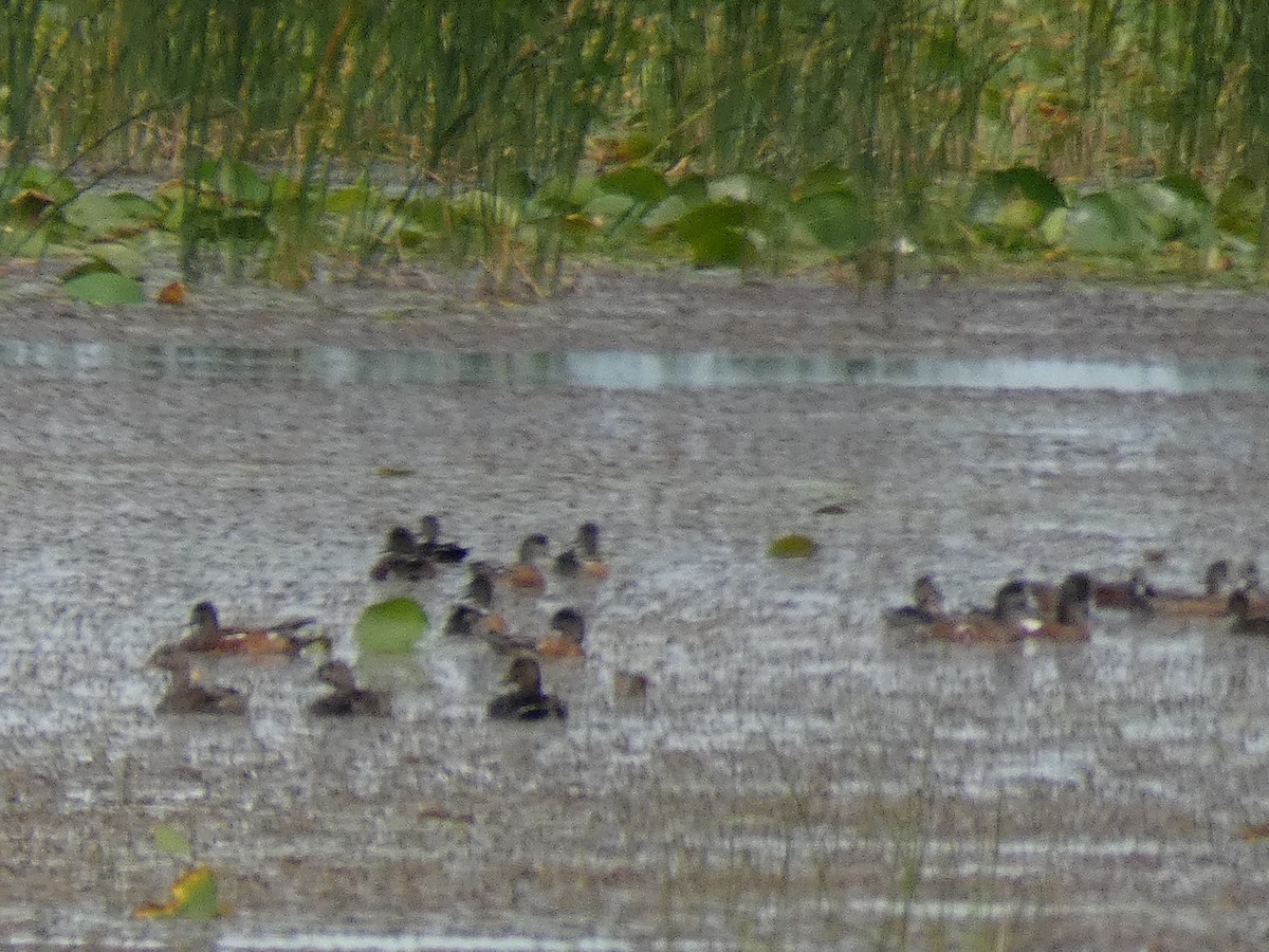 American Wigeon - Leeya Correll