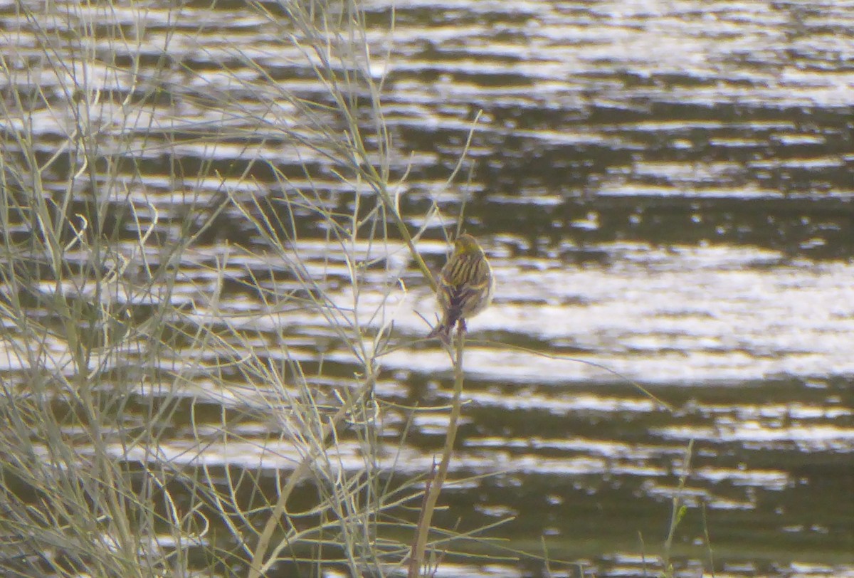 European Serin - ML262925921