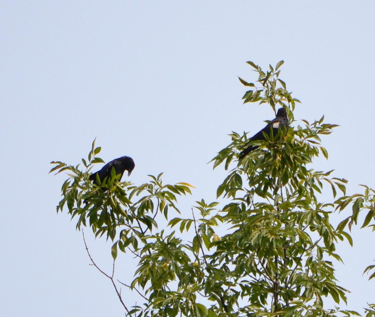 American Crow - ML262925991