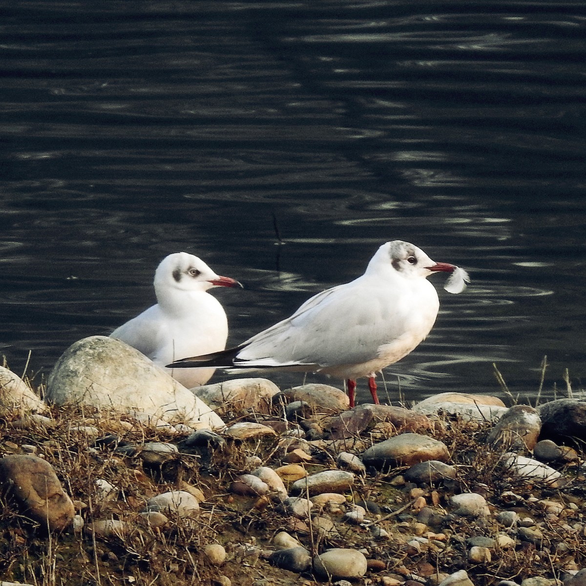 asiahettemåke - ML262926681