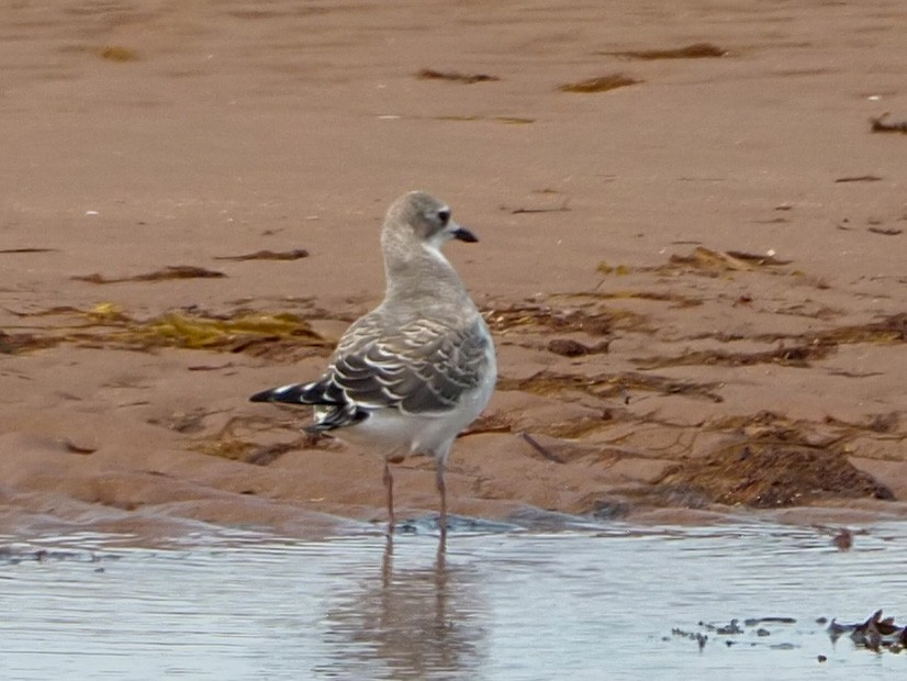 Sabine's Gull - Angela MacDonald