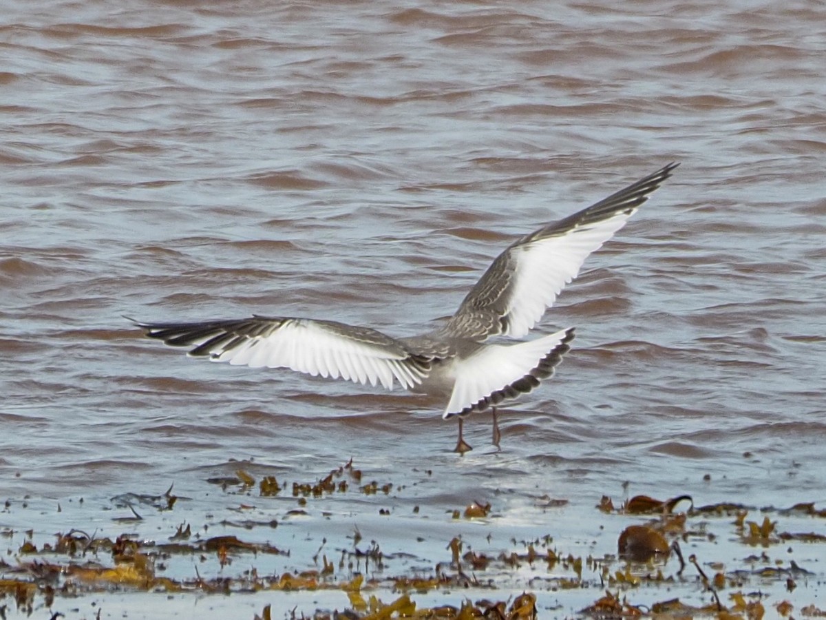 Sabine's Gull - ML262926821