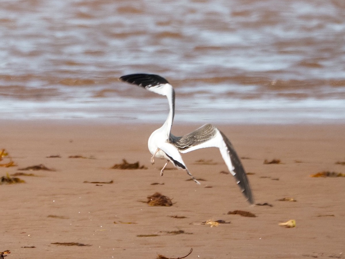 Sabine's Gull - Angela MacDonald