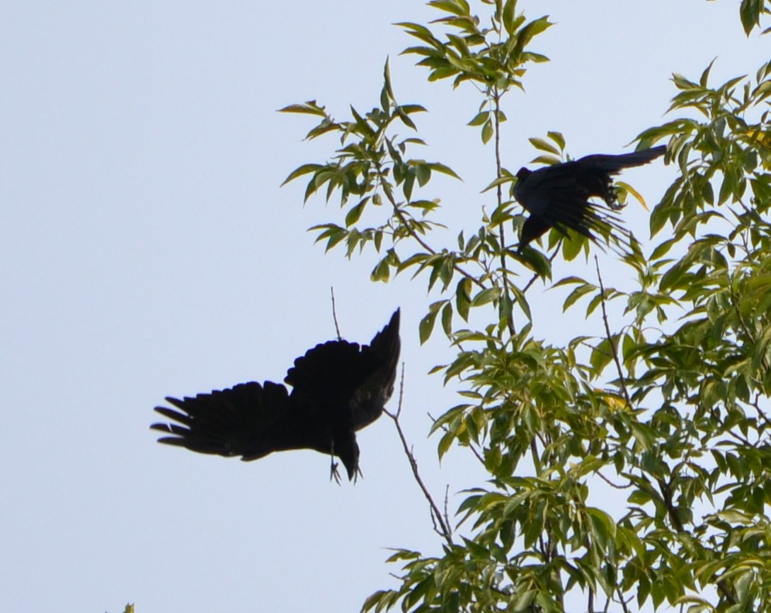 American Crow - ML262927441