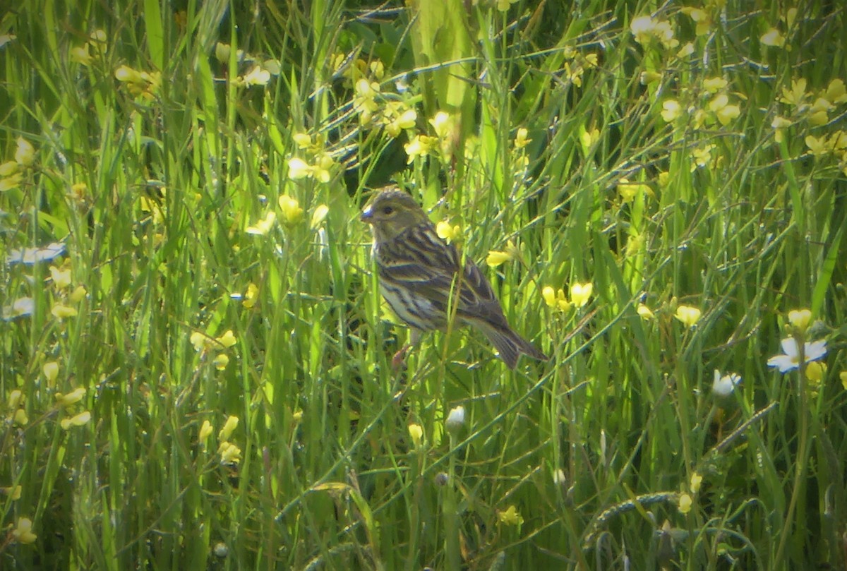 European Serin - ML262927461