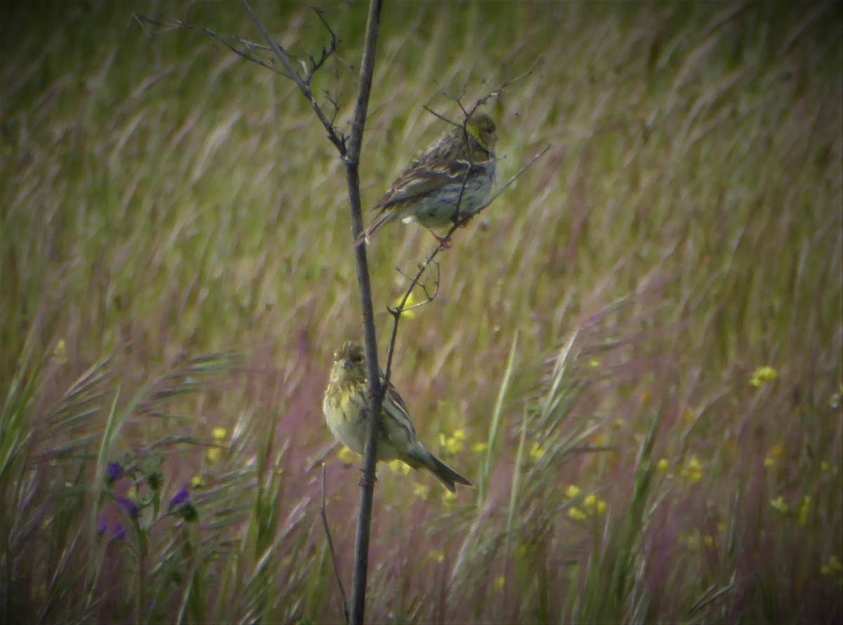 European Serin - ML262927571